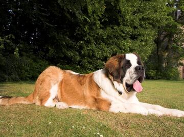 Las razas de perros más tranquilas para tener en casa