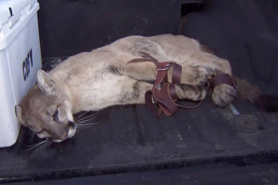 Capturan a puma que rondaba calles del sur de California