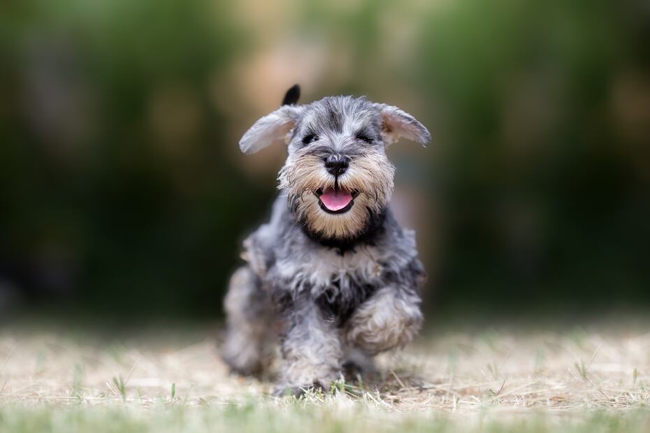 10 razas de perros que viven más años; se quedarán contigo un largo tiempo. Foto: iSTOCK-Lunja