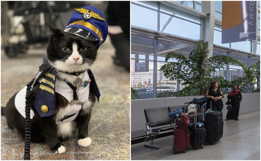 Aeropuerto de San Francisco ‘contrata’ gatito como terapeuta para ayudar a pasajeros con estrés. Foto: Instagram/iSTOCK -JHVEPhoto