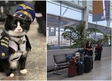 Aeropuerto de San Francisco ‘contrata’ gatito como terapeuta para ayudar a pasajeros con estrés