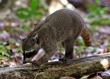 Alertan en Chicago por “mapaches zombis”