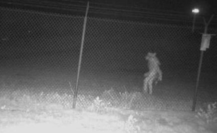 "¿Será el chupacabras?"; captan extraña silueta en zoológico de Texas