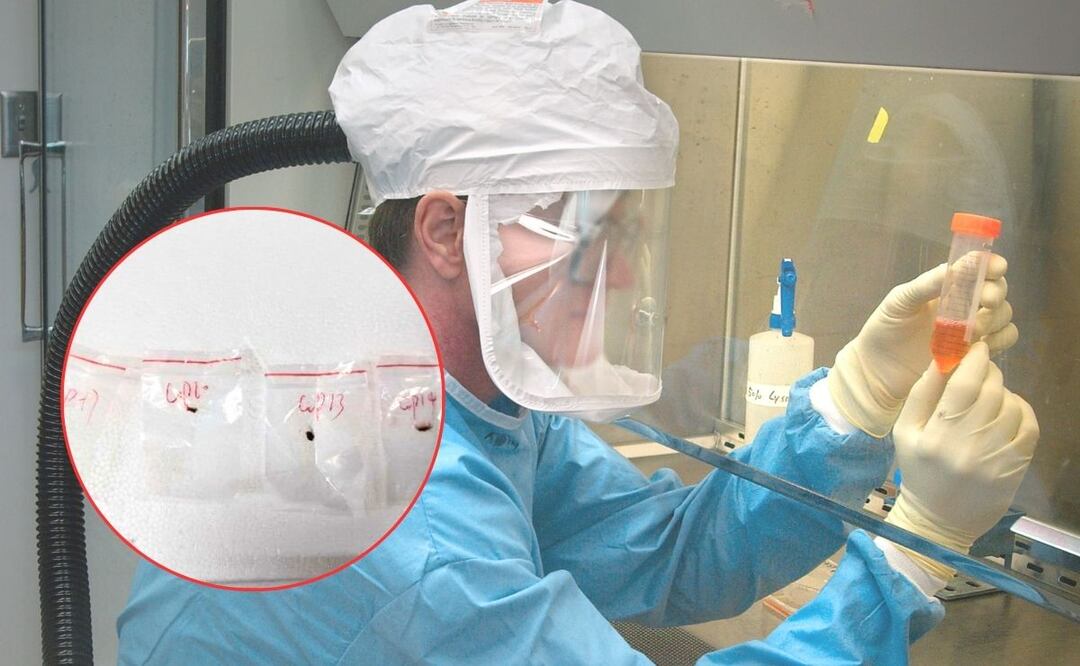 ¡Alerta por agroterrorismo! EU acusa a dos chinos por ingresar hongo tóxico ¿Qué tan letal puede ser? | Fotos: AP / Canva