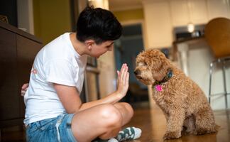 ¿Cómo entrenar a tu cachorro para ir al baño dentro de casa? 5 tips infalibles para evitar accidentes