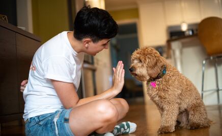 ¿Cómo entrenar a tu cachorro para ir al baño dentro de casa? 5 tips infalibles para evitar accidentes