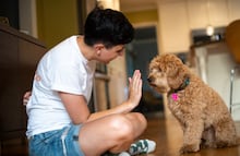 ¿Cómo entrenar a tu cachorro para ir al baño dentro de casa? 5 tips infalibles para evitar accidentes