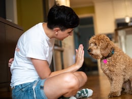 ¿Cómo entrenar a tu cachorro para ir al baño dentro de casa? 5 tips infalibles para evitar accidentes