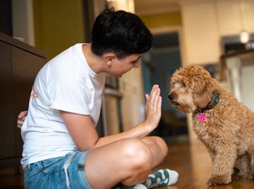 ¿Cómo entrenar a tu cachorro para ir al baño dentro de casa? 5 tips infalibles para evitar accidentes