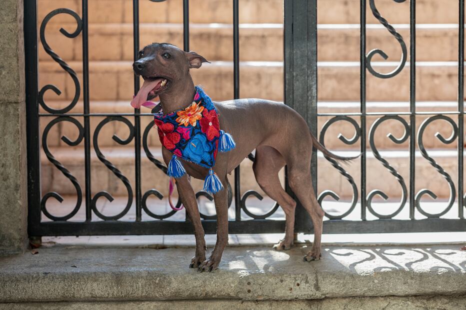 8 mejores razas de perros para personas alérgicas; abrázalos sin miedo a los efectos. Foto: iSTOCK-Argelis Rebolledo