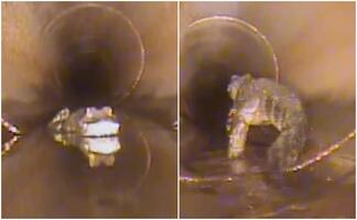 Terror subterráneo. Hallan caimán de 1.5 metros en alcantarilla de Florida