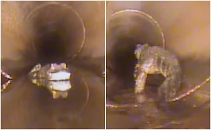 Terror subterráneo. Hallan caimán de 1.5 metros en alcantarilla de Florida