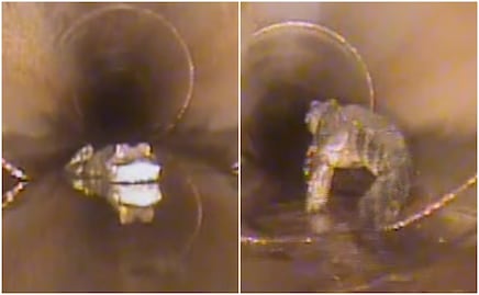 Terror subterráneo. Hallan caimán de 1.5 metros en alcantarilla de Florida