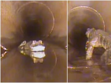 Terror subterráneo. Hallan caimán de 1.5 metros en alcantarilla de Florida