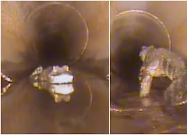 Terror subterráneo. Hallan caimán de 1.5 metros en alcantarilla de Florida