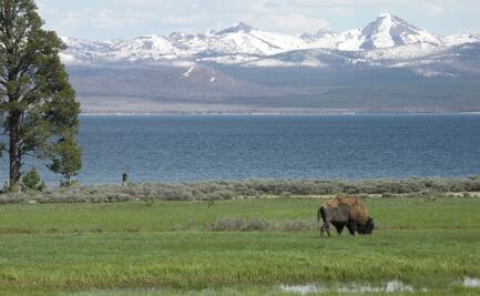 Encarcelan y multan a turista que acudió a Yellowstone ebrio