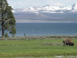 Encarcelan y multan a turista que acudió a Yellowstone ebrio
