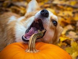 Frutas y verduras que pueden y no pueden comer los perros
