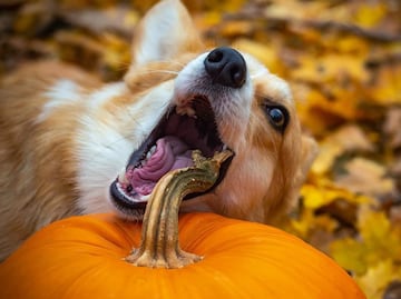 Frutas y verduras que pueden y no pueden comer los perros