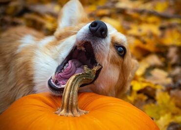 Frutas y verduras que pueden y no pueden comer los perros