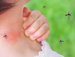 Alertan por casos del virus del Nilo Occidental transmitido por mosquitos. ¿Cuáles son los síntomas?