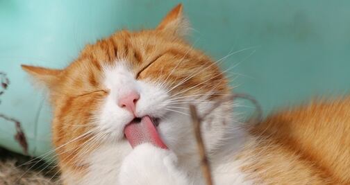 Él es Remy, el tierno gato con una doble vida en Harvard