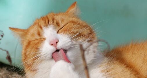 Él es Remy, el tierno gato con una doble vida en Harvard