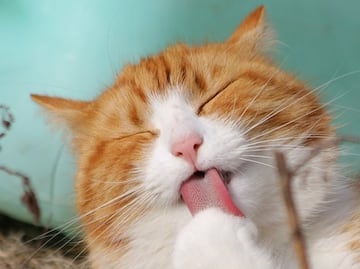 Él es Remy, el tierno gato con una doble vida en Harvard