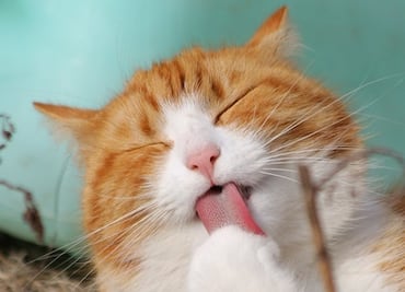 Él es Remy, el tierno gato con una doble vida en Harvard
