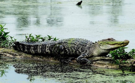  Hombre es mordido por caimán que confundió con perro en Florida