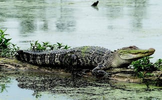 Hombre es mordido por caimán que confundió con perro en Florida