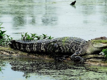 Hombre es mordido por caimán que confundió con perro en Florida