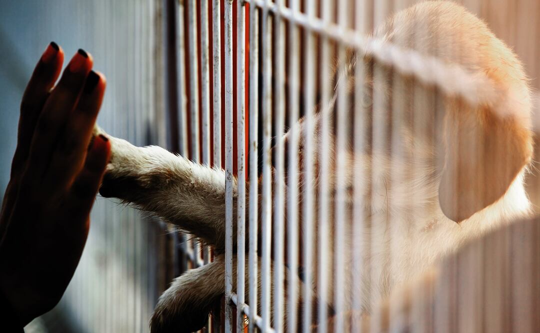 Rescatan a 8 perros abandonados en una casa de Kentucky amontonados y llenos de heces. Foto: Stock-VILevi