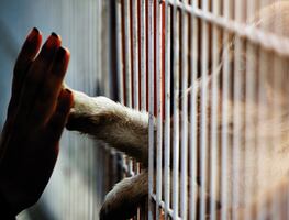 Rescatan a 8 perros abandonados en una casa de Kentucky amontonados y llenos de heces