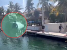 Captan a turistas pescando una mantarraya, especie protegida, en puerto de Playa del Carmen
