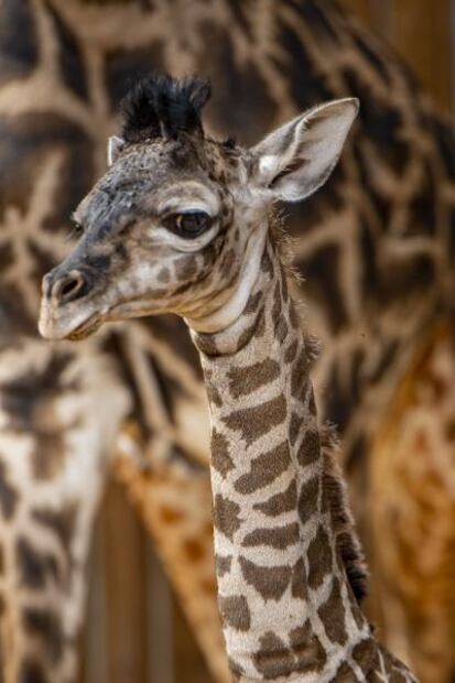 Nace tierna jirafa en Walt Disney World; la tercera en el año 