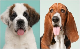 9 razas de perros tranquilas para tener en casa, según expertos