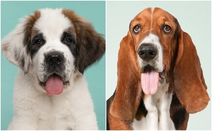 9 razas de perros tranquilas para tener en casa, según expertos