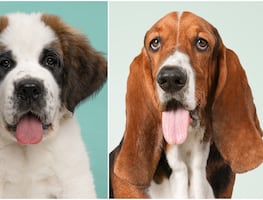 9 razas de perros tranquilas para tener en casa, según expertos