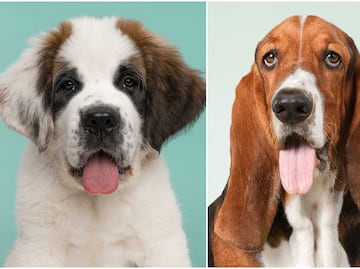 9 razas de perros tranquilas para tener en casa, según expertos