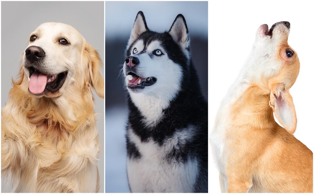 Estas son 8 razas de perros ruidosas, según los expertos. ¿Tienes una de ellas?Foto: istock- Anna-av/Avesun/Zheka-Boss