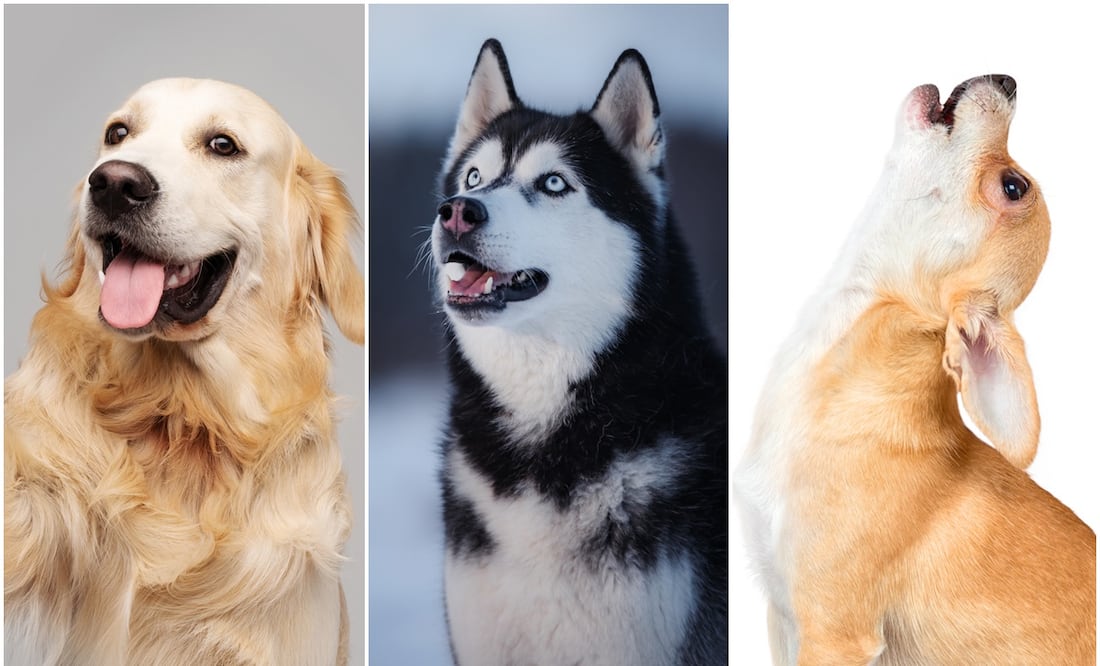 Estas son 8 razas de perros ruidosas, según los expertos. ¿Tienes una de ellas?Foto: istock- Anna-av/Avesun/Zheka-Boss