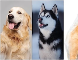Estas son 8 razas de perros ruidosas, según los expertos. ¿Tienes una de ellas?