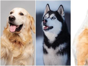 Estas son 8 razas de perros ruidosas, según los expertos. ¿Tienes una de ellas?