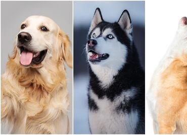 Estas son 8 razas de perros ruidosas, según los expertos. ¿Tienes una de ellas?