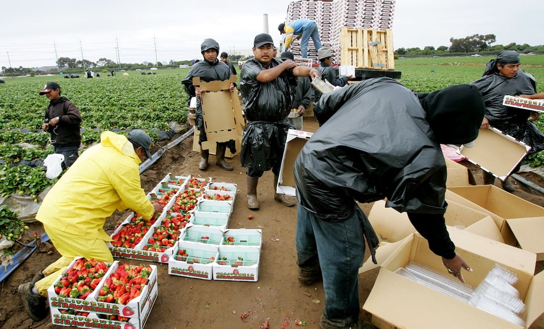 ¡Cuidado! Esta empresa de EU incumplió pago a trabajadores agrícolas extranjeros. AP