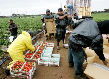 ¡Cuidado! Esta empresa de EU incumplió pago a trabajadores agrícolas extranjeros