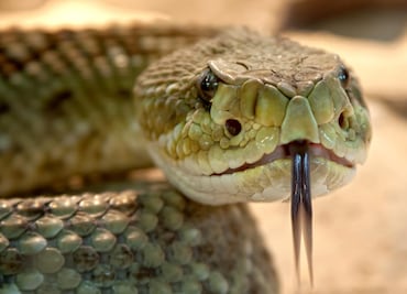 Inicia la ‘temporada’ de serpientes venenosas en Texas; esto debes saber