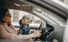 ¿Cuánto es la multa por llevar a tu perro en el coche? Así debes llevar a tu mascota para evitar sanción en 2026 