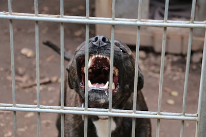 Arrestan a hombre por usar gatos como “cebo” para entrenar a su pitbull de pelea